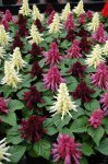 Salvia Reddy Nero Mix Seed - 5000 Raw Seed