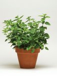 Oregano Simply Herbs Seed - 100 Multipelleted Seed