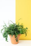 Button Fern - 12CM