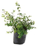 Abelia Grandiflora 10LT