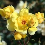 Golden Showers Climbing Rose 5LT