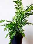 Sword Fern 19CM Pot