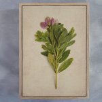 Fynbos 7 Art Print - A2 Framed Canvas With Natural Wood Frame