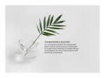 Chamaedorea Elegans Print