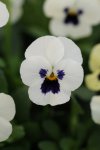 Viola Sorbet Blotch White Xp Seed - 500 Raw Seed