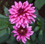 Dahlia Terrace – “salsa” Bulbs