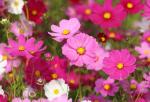 Cosmos Sensation Mix - 15 G Raw Seed