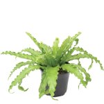 Fern Birds Nest Victoria Japanese Seedlings - 3 Plug Plants
