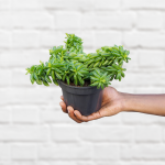 Taco Plant - 14CM Nursery Pot