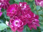 Burgundy Iceberg Rose Standard lollipop