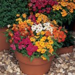 Nemesia Sundrops Mix Seed - 250 Raw Seed