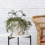 Hairy Stemmed Rhipsalis - In 21CM Coconut White Flo Planter