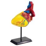Anatomy Model: Heart