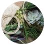 Natural Green Aloe Bouquet In Basket On Hessian Round Coaster