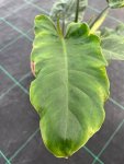 Philodendron Giganteum Jungle Fever Seedlings - 3 Plug Plants