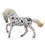 Knabstrupper Mare - Black Leopard