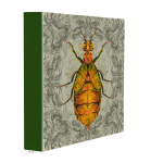 Blister Beetle Art Print - 60CM X 60CM Stretched Canvas