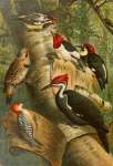 DIE Nordamerikanische Vogelwelt 1 Art Print - A0