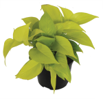 Scindapsus Diamond Lime 15CM Pot