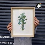 Framed Print - Philodendron Eximium Specimen - A5 - Print Frame 25CM X 30CM