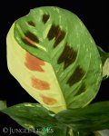 Maranta Leuconeura Variegated 23CM Pot
