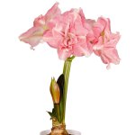 Amaryllis Symphony Double – Rozetta Bulb