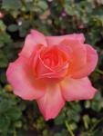 Pauli Marie Ludgarhothe P Rose 5LT