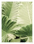 Jungle Fever Art Print - A1