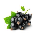 Blackcurrant V2 Concentrate - 50ML