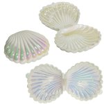 Shells Decor Aurora 12 Pack