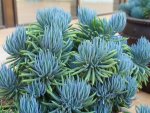 Senecio ‘curio’ Mandraliscae 4LT