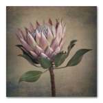 Protea Still Square 1 Art Print - 30 X 30CM No Frame Print Only