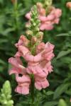 Antirrhinum Snapdragon Potomac Pink - 20 Raw Seed