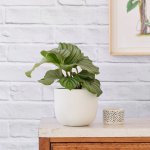 Calathea Orbifolia - In White Moon Planter
