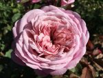 Madre Tierra Delludromo P Rose 5LT