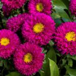 Aster Matsumoto Rose - 1000 Raw Seed