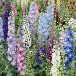 Delphinium Magic Fountains Mix 6 Pack