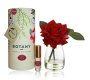 Bot 1 Rse Beauty Classic Rose Yel Box