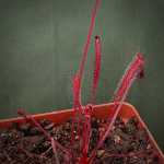Sundew Drosera Capensis - All Red. Small To Medium Plant. 7.5CM Plastic Container.