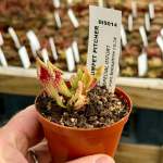 Trumpet Pitcher Sarracenia Purpurea 'smurf.' Special Import. - Medium To Large Plant. 12CM Plastic Container.