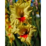 Gladioli Jester Bulbs