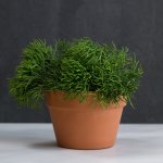 Coral Cactus - Large - 21CM Azalea Pot With Tray
