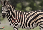 Target Animal 1000X700 A0 Zebra
