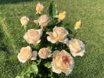 Pretty Yende Rose Std 90CM