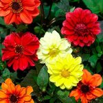 Dahlia Redskin Mix Seed - 20 G Raw Seed