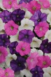 Petunia Shock Wave Spark Mix Seed - 250 Pelleted Seed