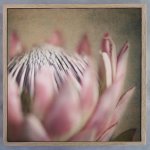 Protea Still Square 3 Art Print - 60 X 60CM Framed Canvas With Natural Wood Frame