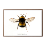 Bombus Sporadicus Art Print - A4