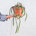 Hurricane Cactus - In 24CM Azalea Terracotta Pot With Tray
