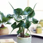 Alocasia Stingray Seedlings - 3 Plug Plants